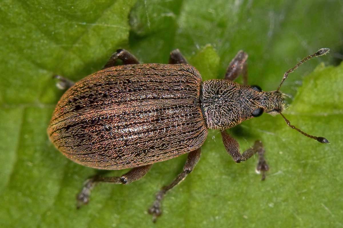 Polydrusus mollis - Curculionidae